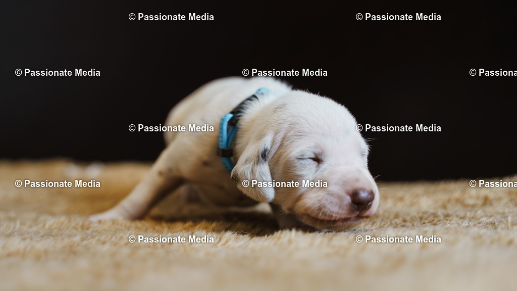 DSC03820 | Passionate Media, dein Fotograf aus Brandenburg, Märkisch Oderland, im Bereich Motorsport, Autos und Motorräder sowie Events und auch Hunde. Shootings oder auch Eventbegleitungen können bei mir gebucht we