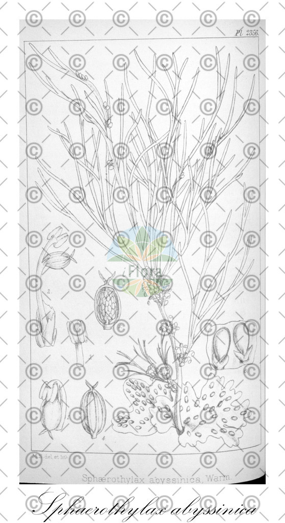 HistAbb_wfo-0000101479_1_ENZY_Simple | Historische Abbildung von Sphaerothylax abyssinica - Podostemaceae | Historical Illustration of Sphaerothylax abyssinica - Podostemaceae