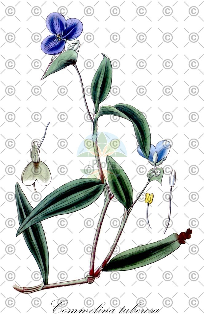 HistAbb_wfo-0000617045_1_ENZY_Simple | Historische Abbildung von Commelina tuberosa - Commelinaceae | Historical Illustration of Commelina tuberosa - Commelinaceae