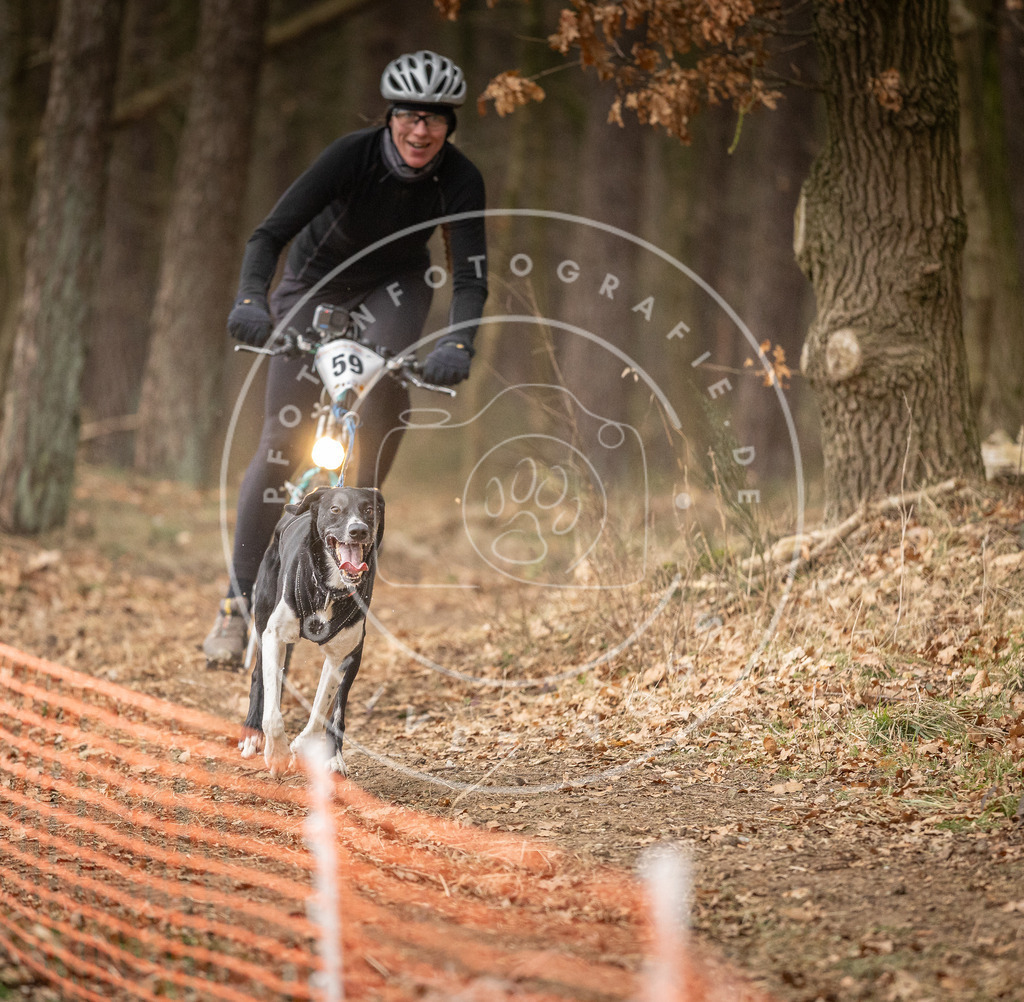 Pfotenfotografie_DV3A2978 | Hundefotografie, Tierfotograf, Pfotenfotografie, Fotoshooting Hund, Hunde Portrait, Hundesport, Hundeportraits, Heideshooting, Hunde, Sportfotograf, Hundefotograf, Turnierhundsport, THS,  - Realisiert mit Pictrs.com