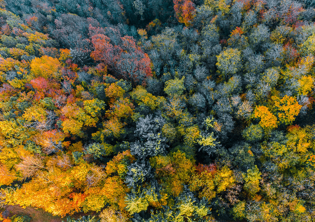 MPI_Landscape_0002 | Wald von Oben im Herbstlicht bei Durbach - Realisiert mit Pictrs.com