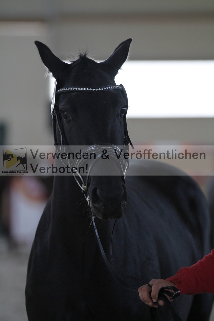 _MG_9935 | equestrian-live-com