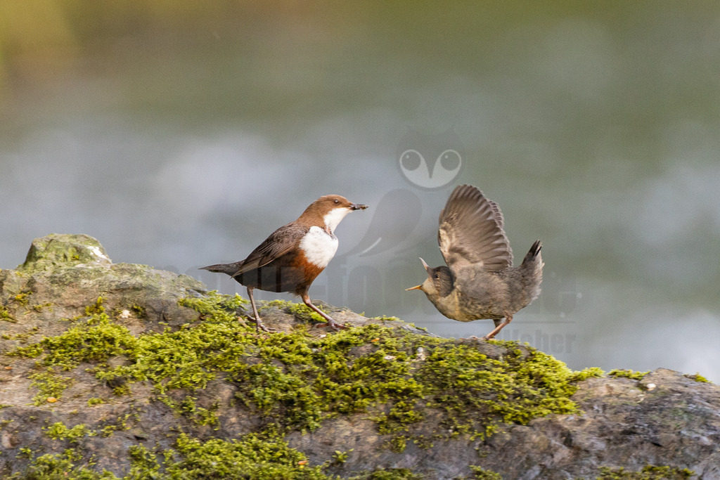 R5NF9019_20240501 | Die Wasseramsel ist stark an Gewässer gebunden und der einzige einheimische Singvogel, der tauchen und schwimmen kann. Ihr überwiegend braunes Gefieder ist sehr dicht und somit perfekt an die aquatische Lebensweise angepasst. Sie brütet vor allem in Mittel- bis Süddeutschland in der Nähe von geröllreichen, schnell fließenden Bächen und Flüssen im Wald- und Bergland. - Realisiert mit Pictrs.com