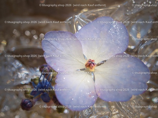 2024-07-18_P7184568_titusgraphy | Fotokunstarbeit aus der INSTAGRAM-Gallerie auf titusgraphy.eu - Realisiert mit Pictrs.com