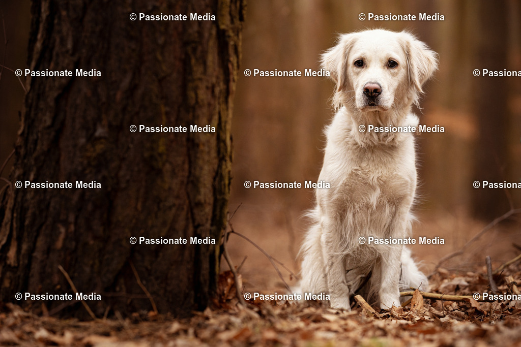 DSC01674 | Passionate Media, dein Fotograf aus Brandenburg, Märkisch Oderland, im Bereich Motorsport, Autos und Motorräder sowie Events und auch Hunde. Shootings oder auch Eventbegleitungen können bei mir gebucht we