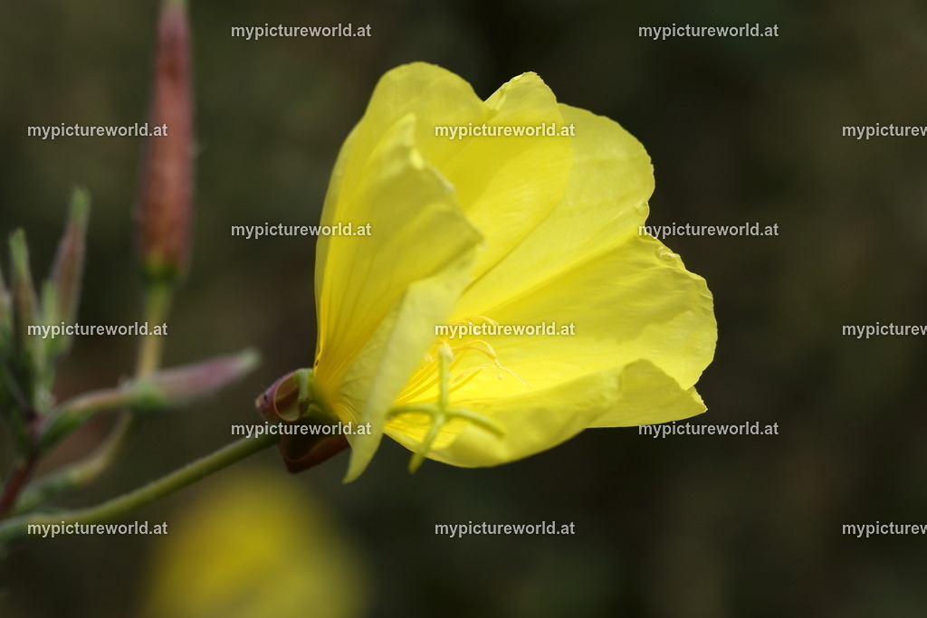 Gemeine Nachtkerze-008 | Das Bilderarchiv über Tiere, Planzen und Landschaften. In der Bilddatenbank finden Sie ein große Auswahl an hochwertigen Bilder für Ihre Werbung - Realisiert mit Pictrs.com