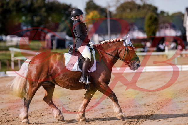 2026_10_03_Siefer-Hof_114106_Z81_84010543 | Professionelle Reitsport-, Turnier- und Eventfotografie von Robert Broda. Galerien mit ausgewählten und bearbeiteten Bildern direkt online ansehen und bestellen.