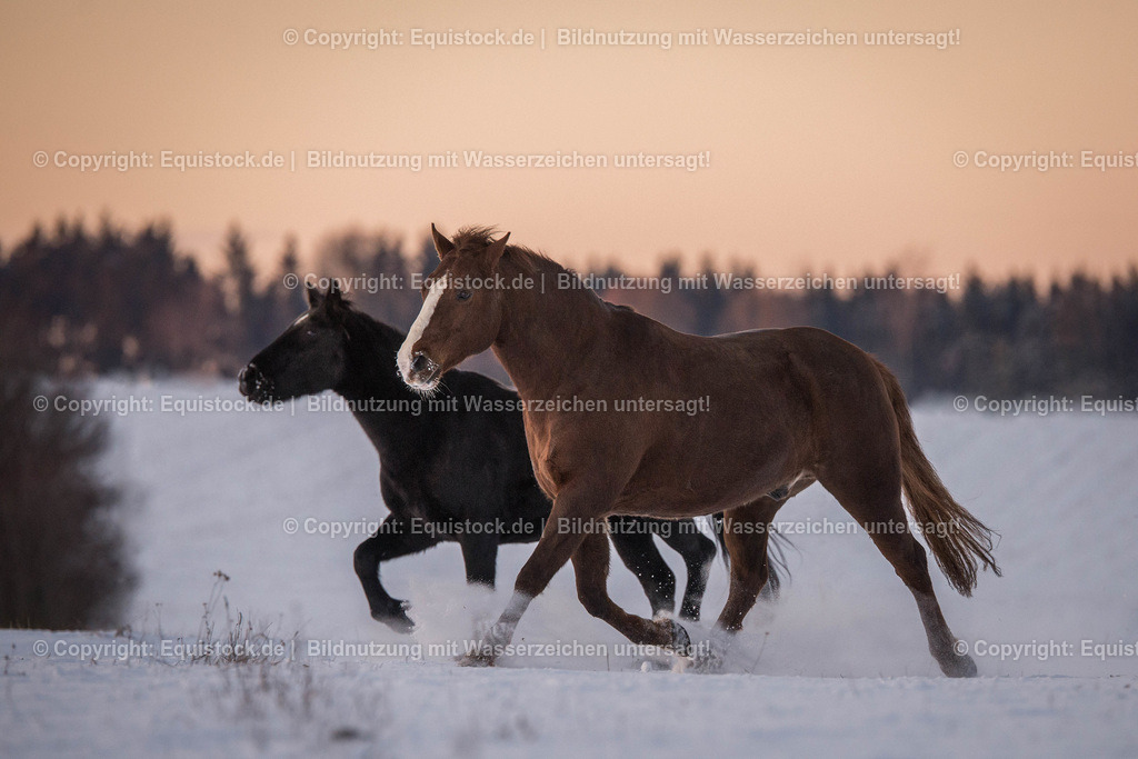 TS_20170106_Pferdeherde_im_Schnee_0003 | Foto: Thomas Hartig