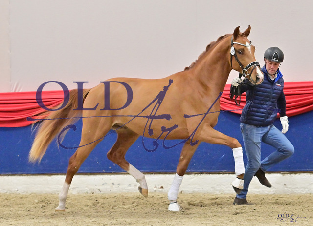 159 DE433332651920 HM Viva Gold - Desperados - Grenzfall_TDSC_7090_s | <meta name="description" content="★Offizieller Merchandise und Foto-/Videostore des Oldenburger Verbandes.★ ✅Jetzt auch digital Ausdrucke erhältlich." />
<meta name="keywords" content="Merchandise Foto-/Videostore Oldenburger Verband Photographie 