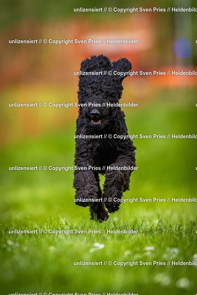 Sven Pries | 2025-04-13 - Hunderennen Baden-Baden - Realisiert mit Pictrs.com