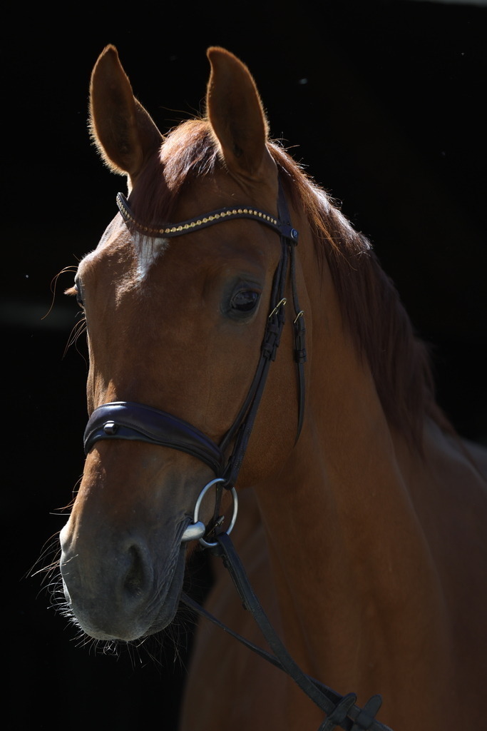 0P6A8939 | Willkommen bei Brunnmayr - Design & Fotografie – Ihrem Spezialisten für Reitturniere und Pferdeveranstaltungen in Oberösterreich, Salzburg und Bayern! Seit über 17 Jahren sind wir leidenschaftlich dabei.