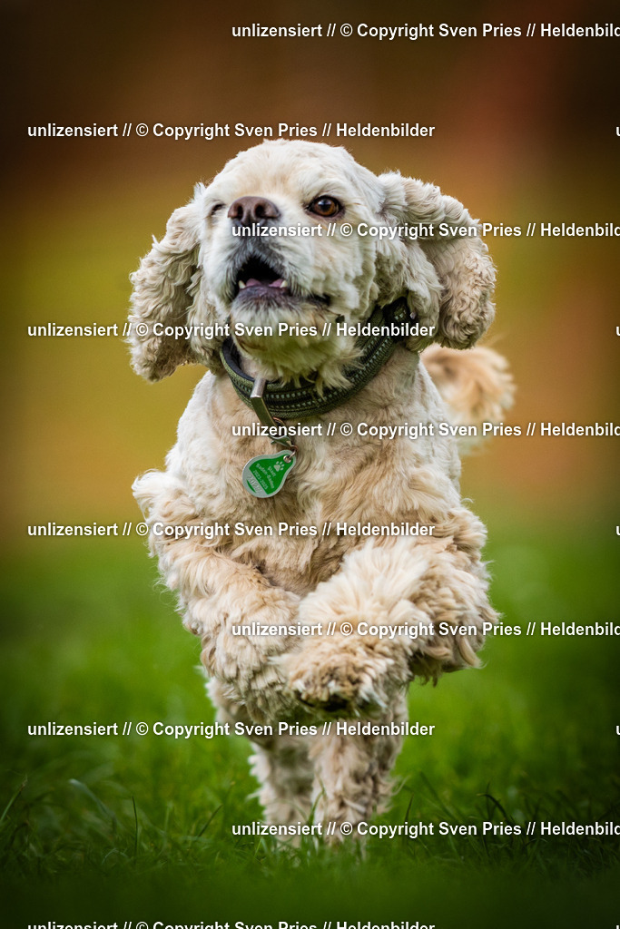 Sven Pries | 2025-04-13 - Hunderennen Baden-Baden - Realisiert mit Pictrs.com