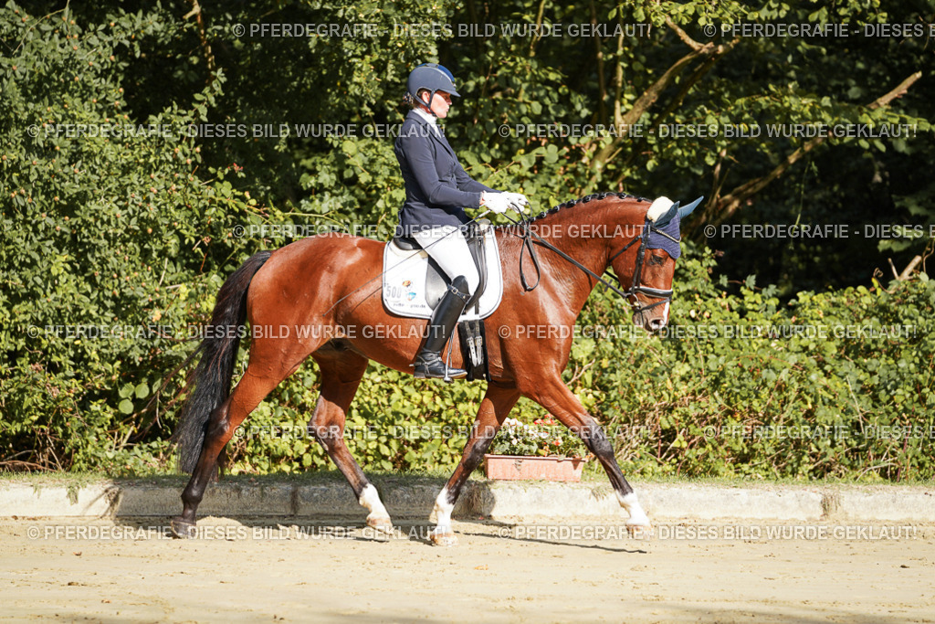 DSC07473 | Pferdegrafie