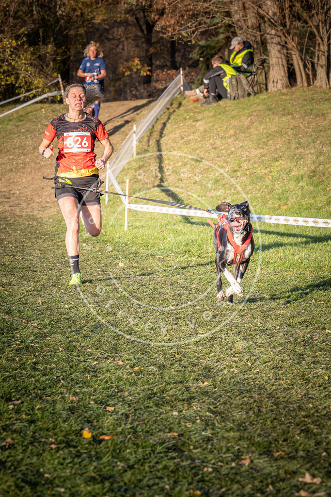 CaniXpix_0L8A0563 | Hundefotografie, Tierfotograf, Pfotenfotografie, Fotoshooting Hund, Hunde Portrait, Hundesport, Hundeportraits, Heideshooting, Hunde, Sportfotograf, Hundefotograf, Turnierhundsport, THS,  - Realisiert mit Pictrs.com