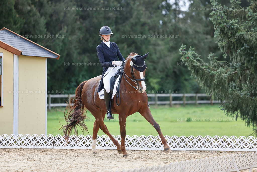 6-163-AMATUER-DRESSUR S_  -StoibPH-3470 | working equitationturnier fotograf videograf stoibphotography marixx film working equitation deutschland reitsport turnierfotografie eventfotografie equestrian events