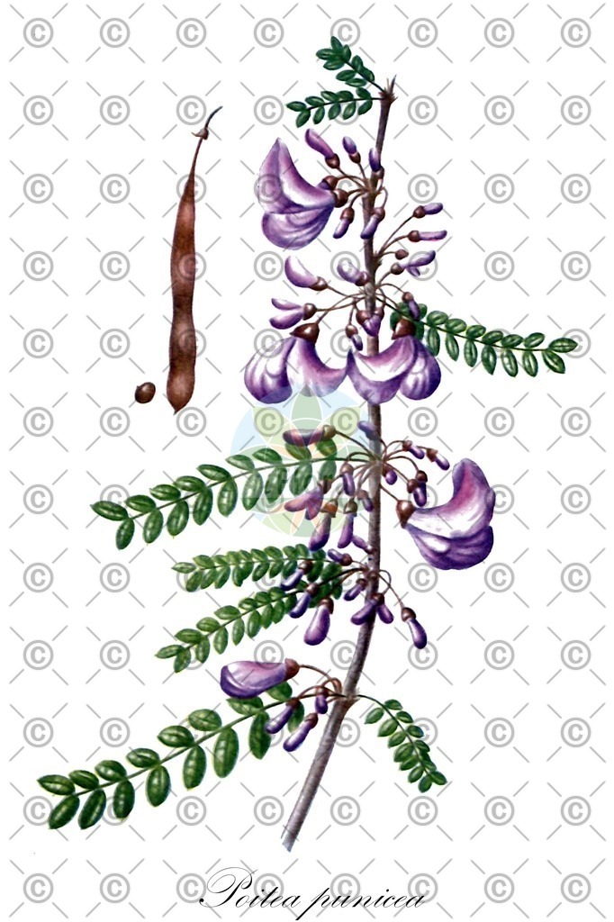 HistAbb_wfo-0001068212_1_ENZY_Simple | Historische Abbildung von Poitea punicea - Fabaceae | Historical Illustration of Poitea punicea - Fabaceae