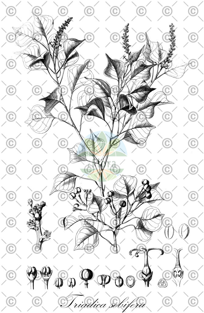 HistAbb_wfo-0000590862_2_ENZY_Simple | Historische Abbildung von Triadica sebifera - Euphorbiaceae | Historical Illustration of Triadica sebifera - Euphorbiaceae (candleberry tree;chinese tallowtree)