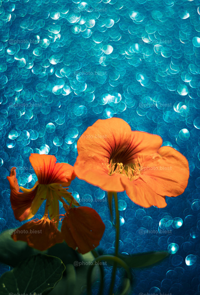 Blaues Wunder | Kapuzinerkresse mit fantastischem Bokeh. - Realisiert mit Pictrs.com