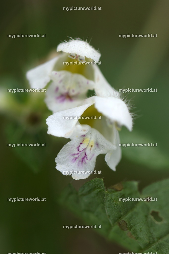 Gemeiner Hohlzahn-003 | Das Bilderarchiv über Tiere, Planzen und Landschaften. In der Bilddatenbank finden Sie ein große Auswahl an hochwertigen Bilder für Ihre Werbung - Realized with Pictrs.com