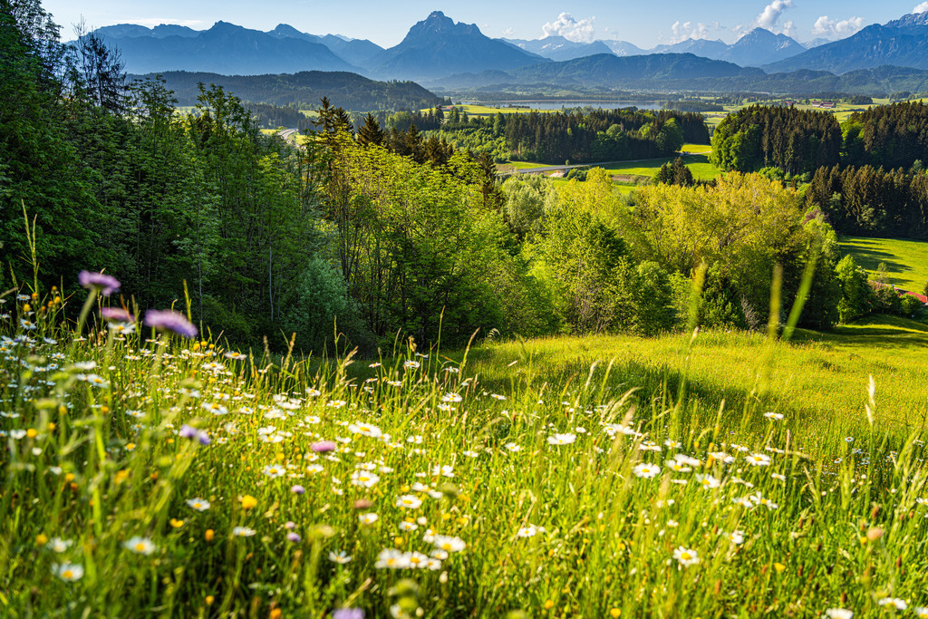 Wandbild - Blumenwiese mit Bergen | Michael Helmer - Allgäu Bilder auf Leinwand bestellen
