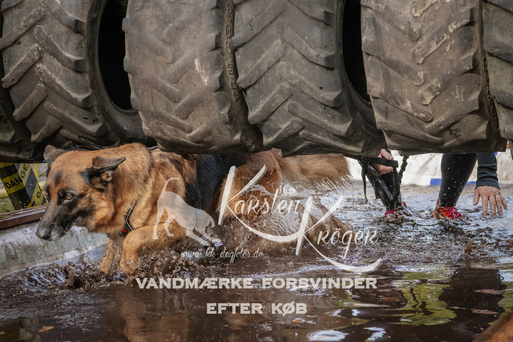 1432_ZZ94645 | kk-dogfotos