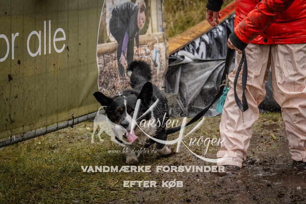 1212_ZZ94728 | kk-dogfotos