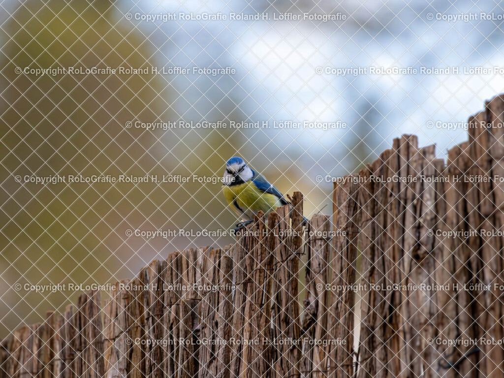 20240411_Vögel_RoLoGrafie-4 | Vogel im heimischen Garten - Realisiert mit Pictrs.com