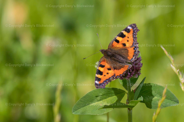 20183 | Tierfotografie, Tierkalender, Tierbilder, Insekten, Spinnen, Vögel, Schmetterling, Libellen, Leinwand, Colorkey, Qualität, Geschenkartikel, Geschenk - Realisiert mit Pictrs.com