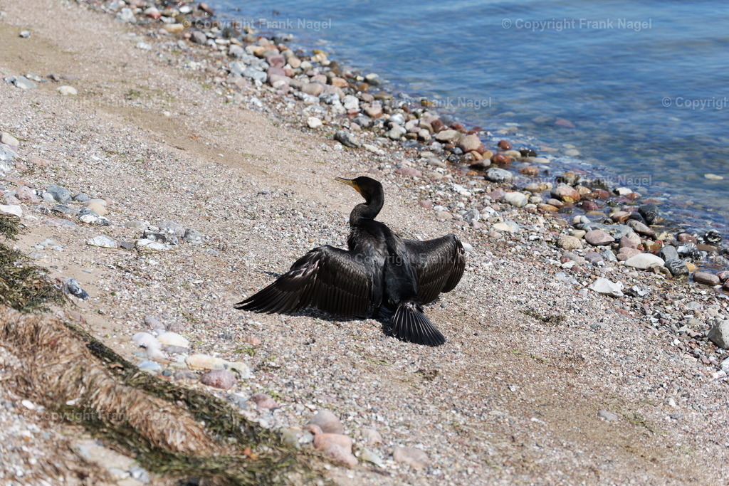 Kormoran am Strand | Einzelner Kormoran trocknet seine Flügel nach der Jagd im Greifswalder Bodden. - Realisiert mit Pictrs.com
