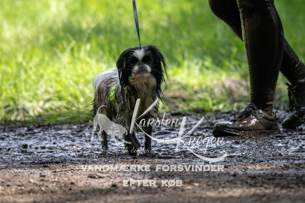 1249_ZZ93680 | kk-dogfotos