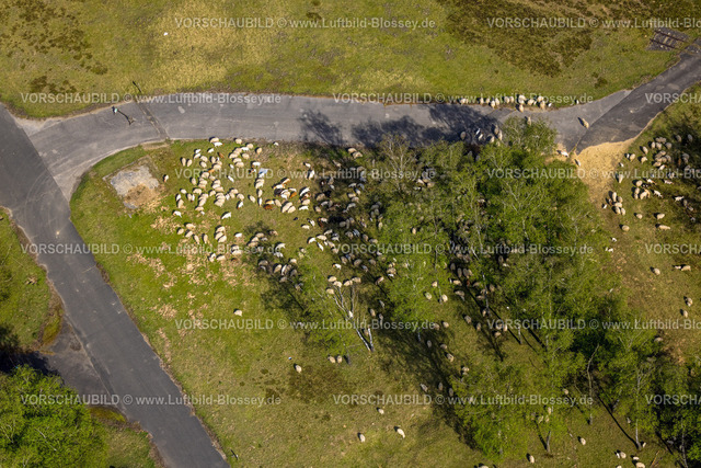 Brueggen240403148HeidhausenHeidemoore-I | Luftbild, Weidende Schafe und Ziegen im NSG Naturschutzgebiet Heidemoore II und Brachter Wald, Schafhaltung, Alst, Brüggen, Niederrhein, Nordrhein-Westfalen, Deutschland
