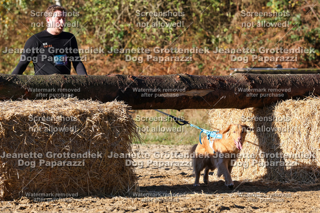 Dog Paparazzi - Strongdog 10-25-1417 | Dog Paparazzi Jeanette Grottendiek Fotografie & Videografie - Realisiert mit Pictrs.com