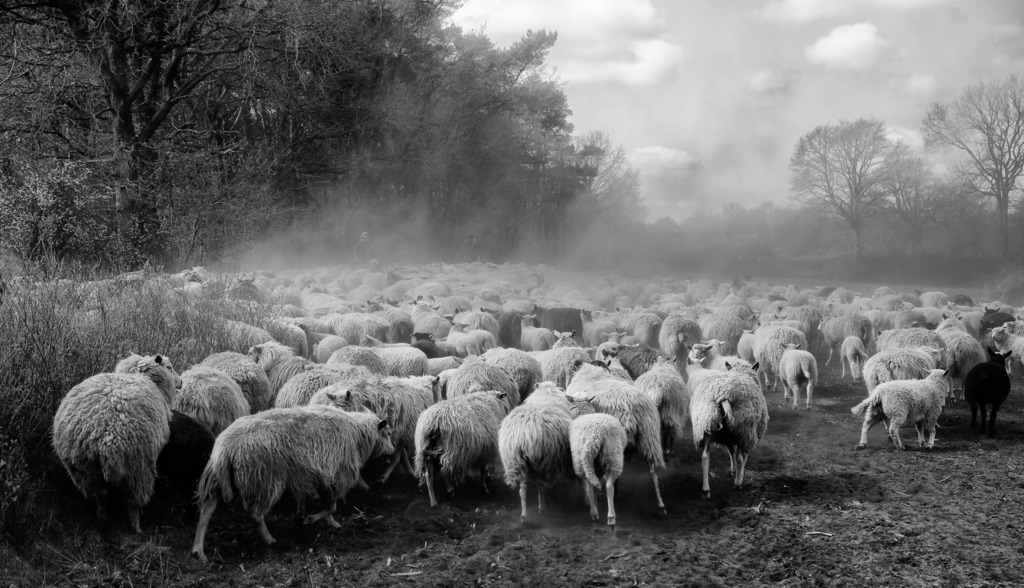 wanderschaefereien-schleswig-holstein-036 | Ende April werden die bisher nur auf dem Hof in Krummenort gehaltenen Lämmer
zusammen mit den Mutterschafen erstmals auf Weideflächen ausgetrieben. Das Ziel dieses Zuges ist der Loher Forst einige Kilometer weiter westlich. - Realisiert mit Pictrs.com