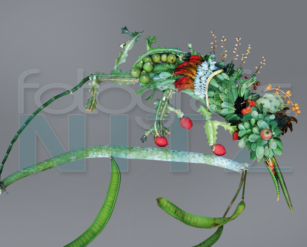 56 | Nitz Fotografie aus Montabaur bietet Ihnen hier die Möglichkeit Bilder auszusuchen und zu bestellen. 