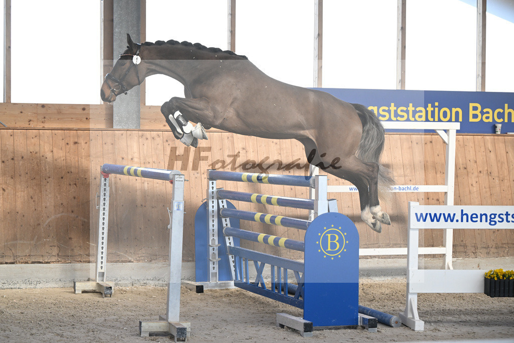 Kat-Nr. 1 Cellestina v Cellestial_Steidl_14262019 | hf-fotografie - Realisiert mit Pictrs.com