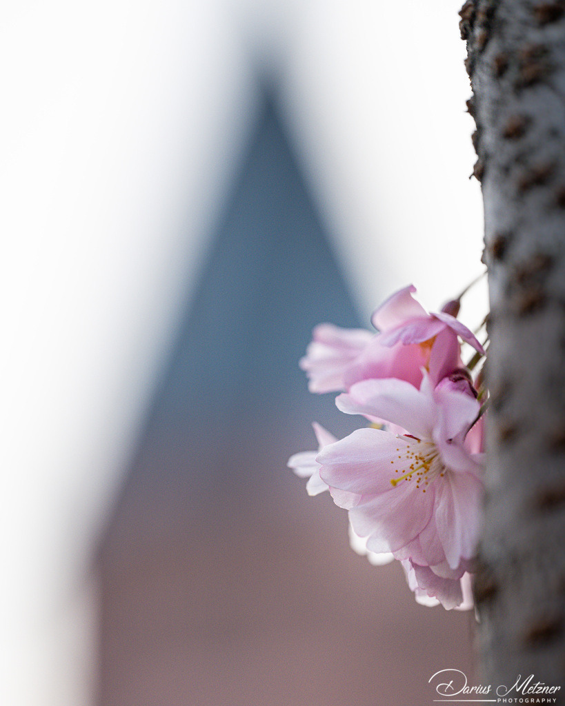 Eine Blüte vor dem Mainzer Dom | Eine Blüte vor dem Mainzer Dom
