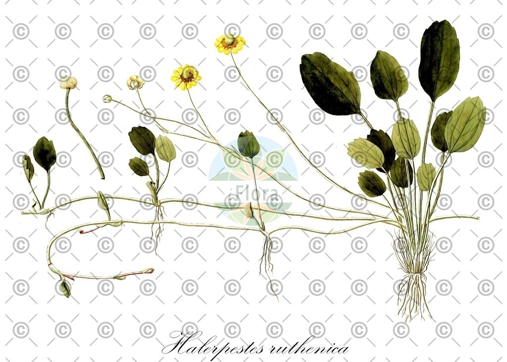 HistAbb_wfo-0000714659_1_ENZY_Simple | Historische Abbildung von Halerpestes ruthenica - Ranunculaceae | Historical Illustration of Halerpestes ruthenica - Ranunculaceae