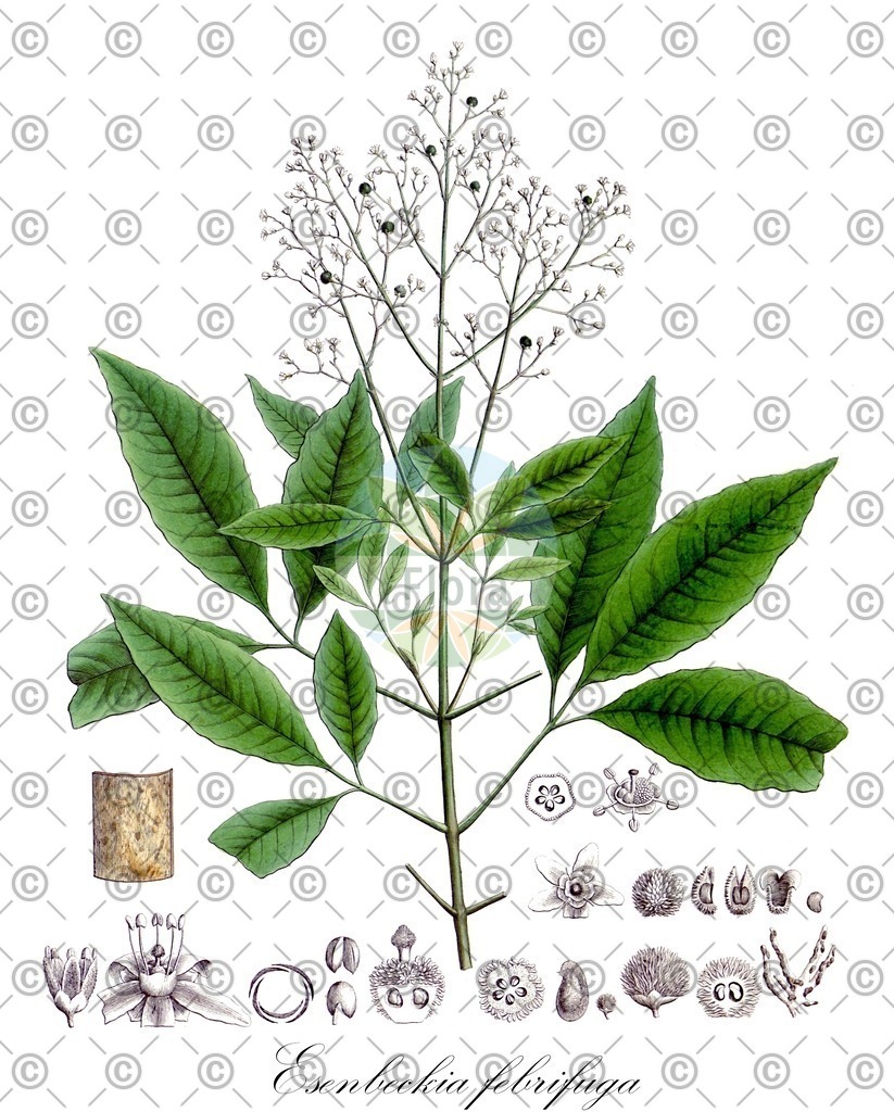 HistAbb_wfo-0000020780_1_ENZY_Simple | Historische Abbildung von Esenbeckia febrifuga - Rutaceae | Historical Illustration of Esenbeckia febrifuga - Rutaceae