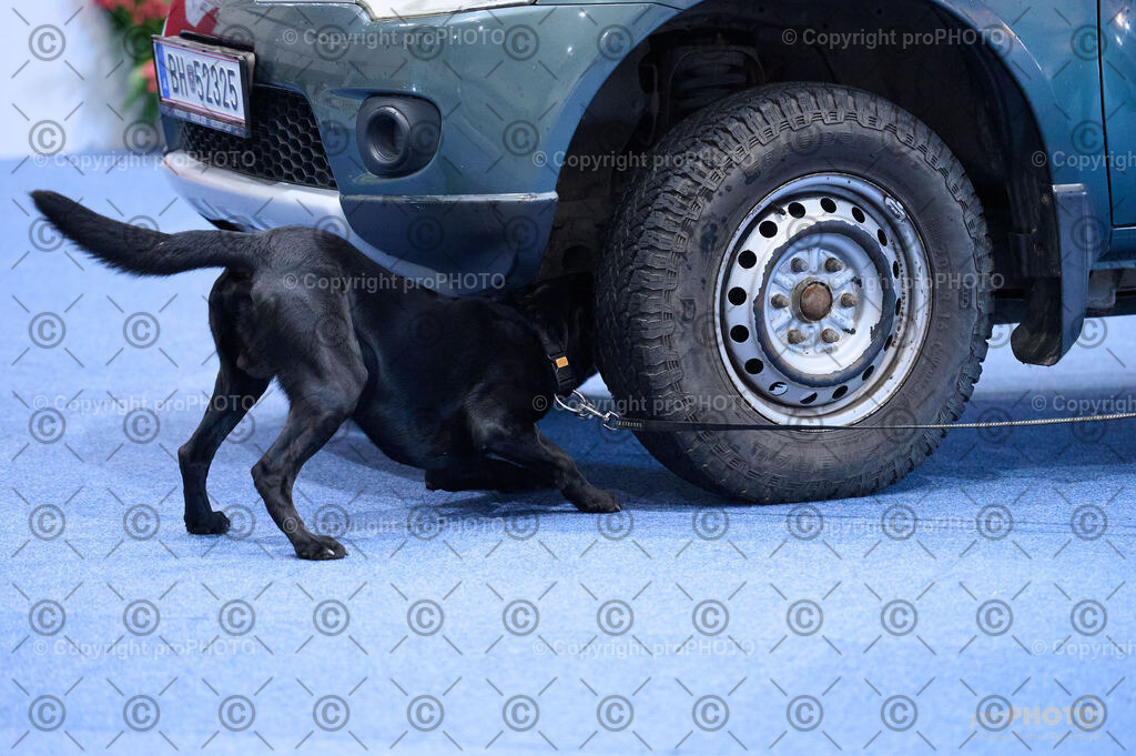 202406_ÖKV-IHA-Tulln24_DSC_2754 | proPHOTO - Realisiert mit Pictrs.com