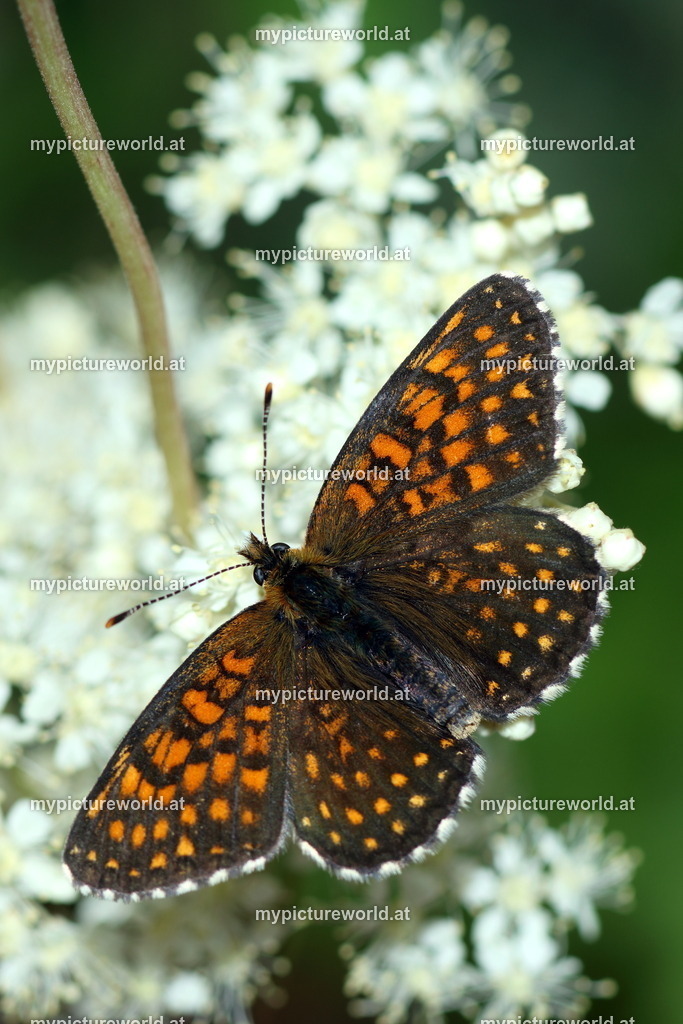 Melitaea diamina-025 | Das Bilderarchiv über Tiere, Planzen und Landschaften. In der Bilddatenbank finden Sie ein große Auswahl an hochwertigen Bilder für Ihre Werbung - Realized with Pictrs.com