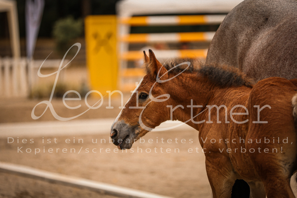 SaHF00001 | Leoni Ertmer Photography - Realisiert mit Pictrs.com