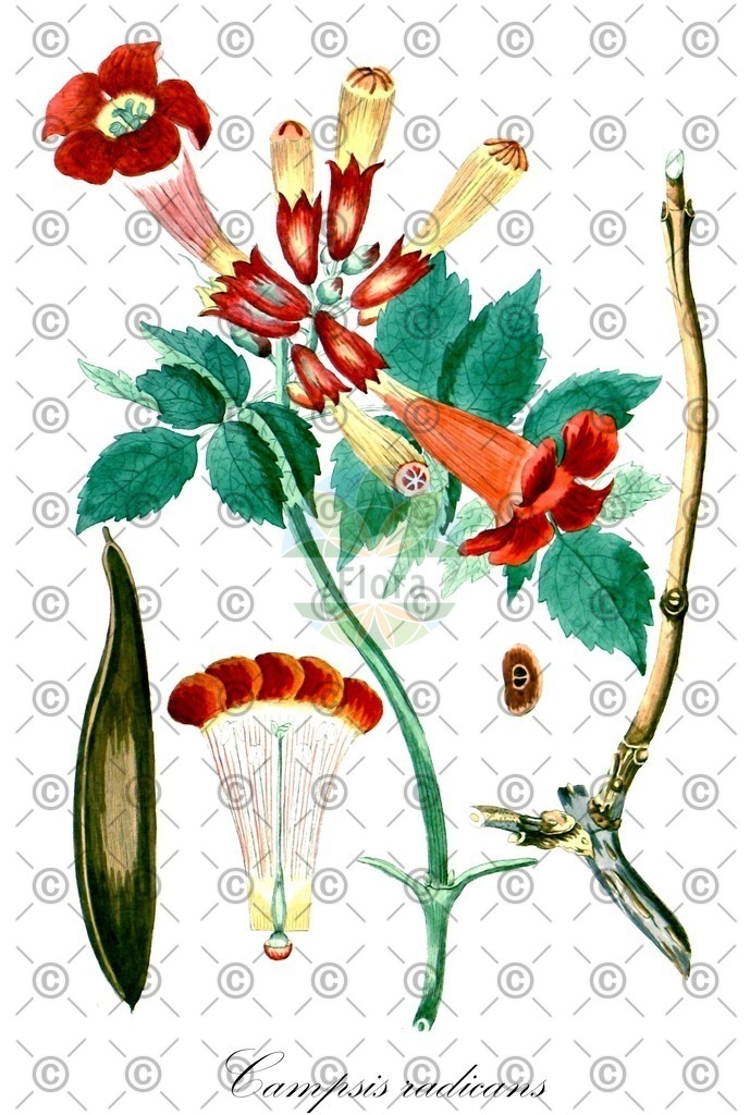 HistAbb_wfo-0000583096_1_ENZY_Simple | Historische Abbildung von Campsis radicans - Bignoniaceae | Historical Illustration of Campsis radicans - Bignoniaceae