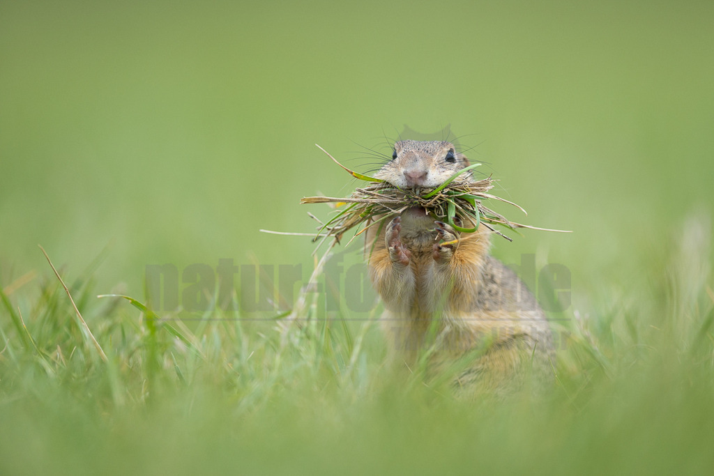 R6M39901_20260521 | Ein Europäisches Ziesel (Spermophilus citellus) steht aufrecht in einer grünen Wiese und trägt einen großen Büschel frisches Gras in seinen Vorderpfoten und im Maul. Das Tier blickt direkt in die Kamera, während es das Material für den Nestbau oder als Nahrung transportiert. Die Umgebung ist unscharf und besteht aus hellem, frischem Grün. - Realisiert mit Pictrs.com
