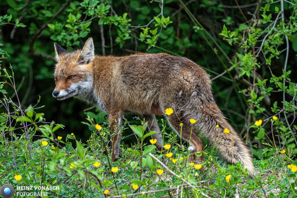 Tiere_0014 | Alle Bilder von Heinz Vonäsch Fotografie können alle zu günstigen Preisen gekauft werden! Download der Bilder, Ausdrucke, Postkarten, Tassen T-Shirts, Kalender, Alu- Dibond usw. - Realisiert mit Pictrs.com