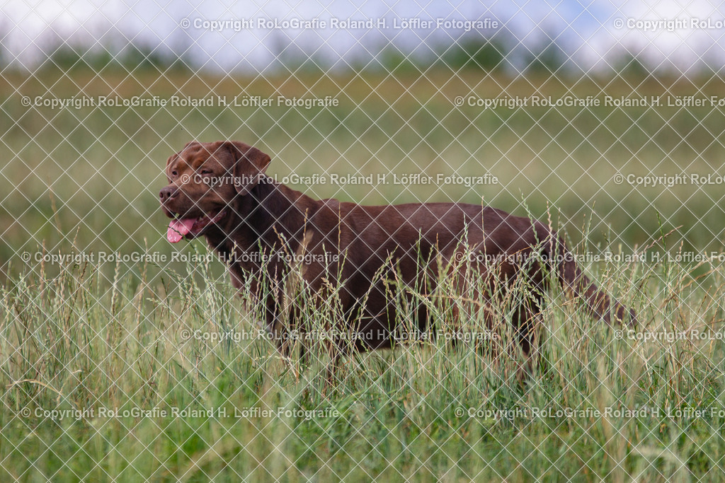 Hund_03 | Labrador steht auf einer Wiese im hohen Gras - Realisiert mit Pictrs.com