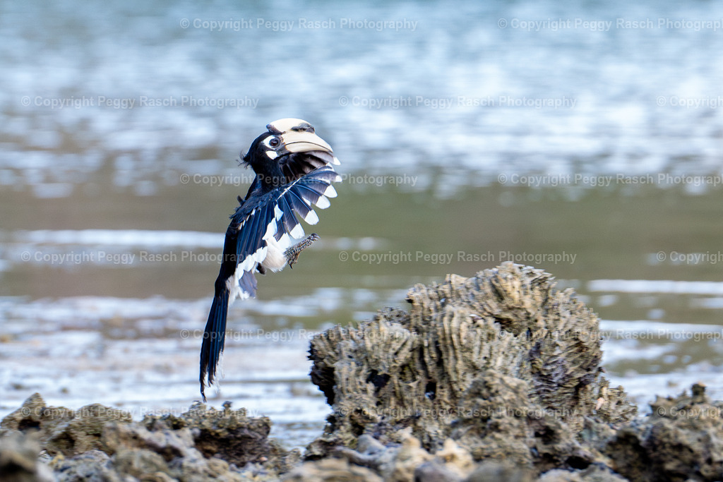 Thailand_Hornbills_2025 (36) | PeggyRaschPhotography - Realisiert mit Pictrs.com