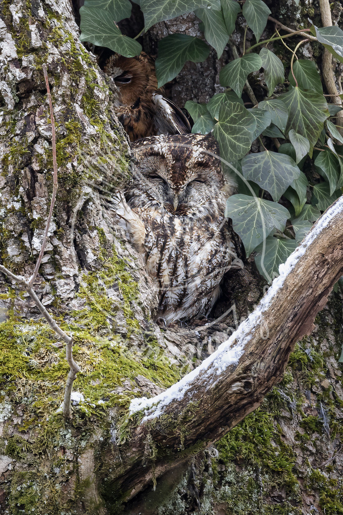 sheltered in silence - tawny owl_ switzerland | Fine-Art Wildlife Fotografie eines Waldkauz-Paares in ihrer natürlichen Baumhöhle – reduziert, ruhig, authentisch. Gedämpfte Farben, klare Details und ein harmonisches Habitat aus Rinde, Moos und Efeu unterstreichen die Nähe und Tarnung dieser heimischen Eulen. Ein hochwertiges Naturmotiv für Wandbilder, Drucke und Sammler – fotografiert ohne Inszenierung und im charakteristischen Grumagraphy Look.