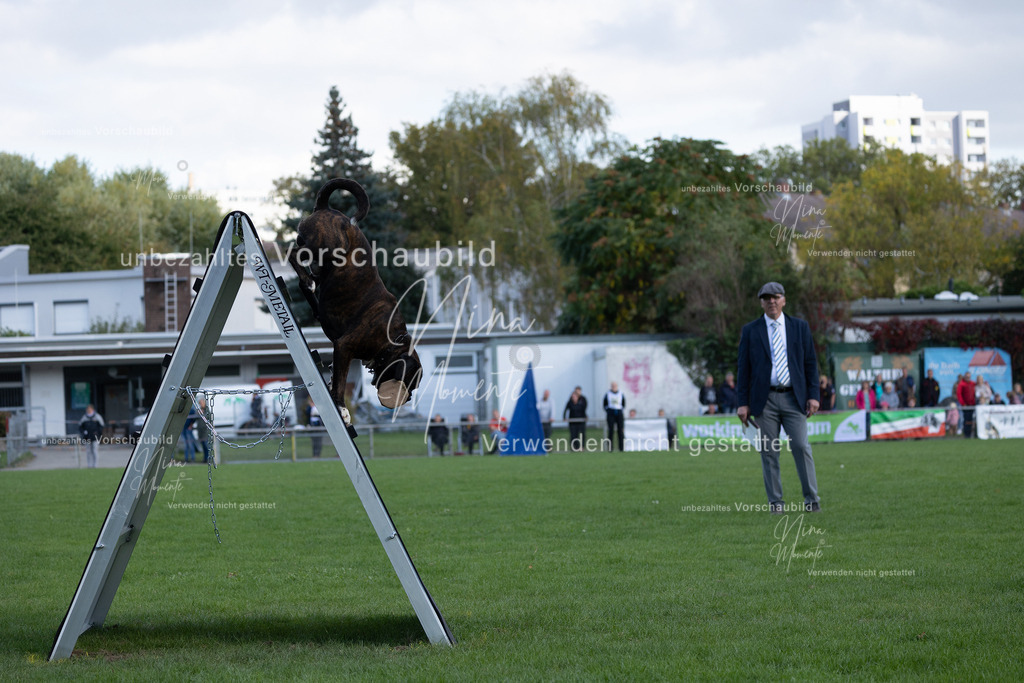 _16A5719 | Einzigartige Fotos von Hunden & Menschen –Actionfotos, Portraits, Vereinsaufnahmen & Paarshootings – authentisch, lebendig & mit Herz.