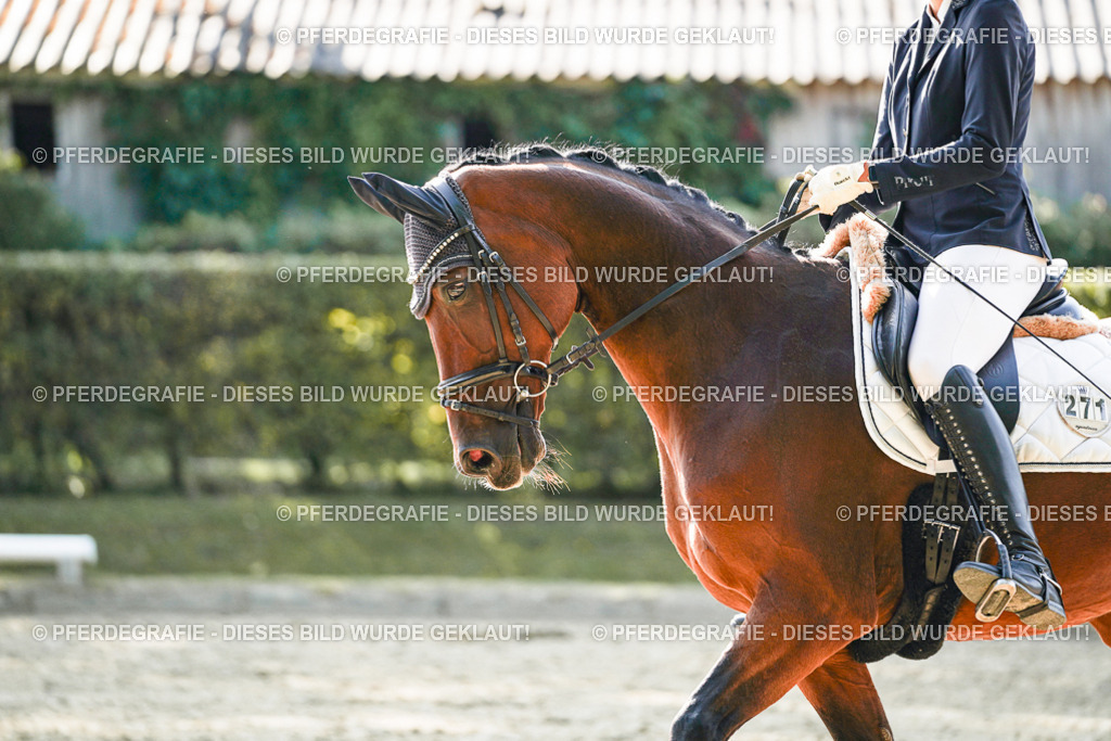 DSC06697 | Pferdegrafie