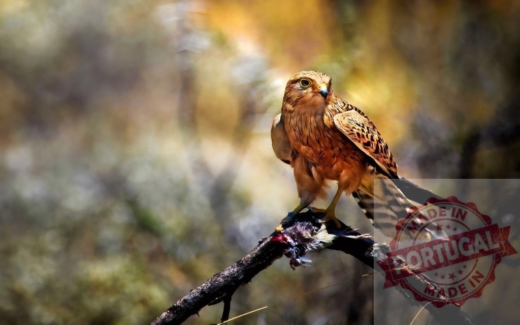 Kestrel perched on branch eating prey in wild nature | Kestrel raptor perched on dry branch feeding on recent kill in African wilderness - Realisiert mit Pictrs.com